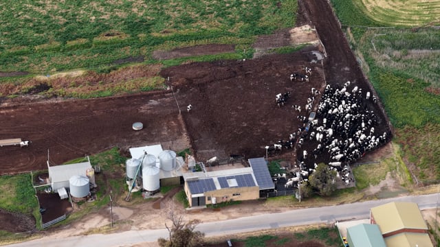 Golderama Holsteins Drone