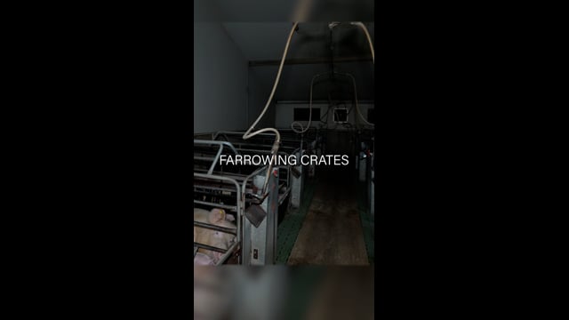 Brownlow Piggery, Brownlow SA 2025 (summary video - Instagram)