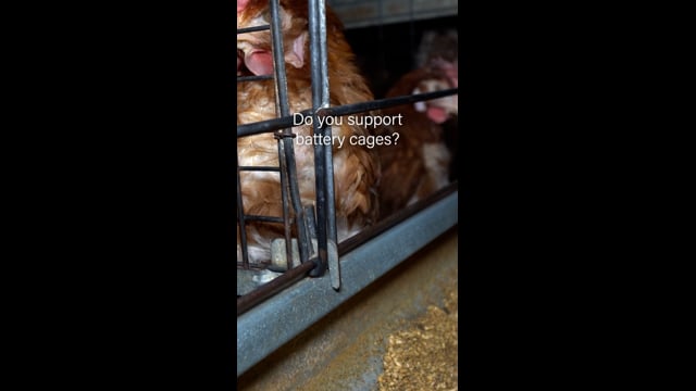 Bridgewater Free-Range (Vertical)