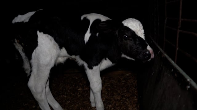 Golderama Holsteins Handheld