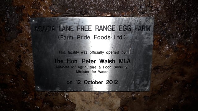 Handheld footage - pullet rearing