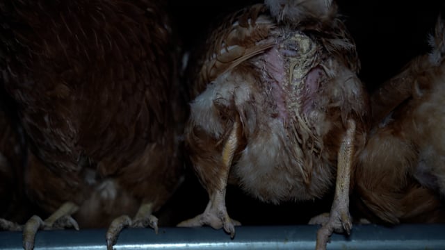 Handheld footage - farm 3